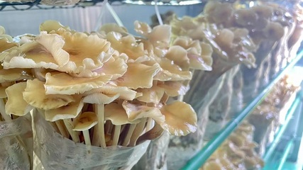 深化&ldquo;三個(gè)年&rdquo;活動(dòng) 聚力聚焦打好&ldquo;八場(chǎng)硬仗&rdquo; |棚掌柜:打造會(huì)思考的&ldquo;農(nóng)場(chǎng)&rdquo;